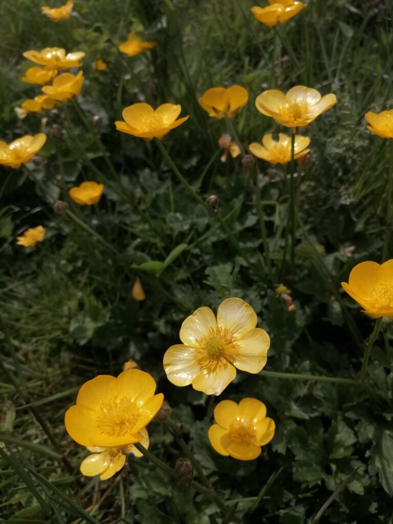 Flowers in nature