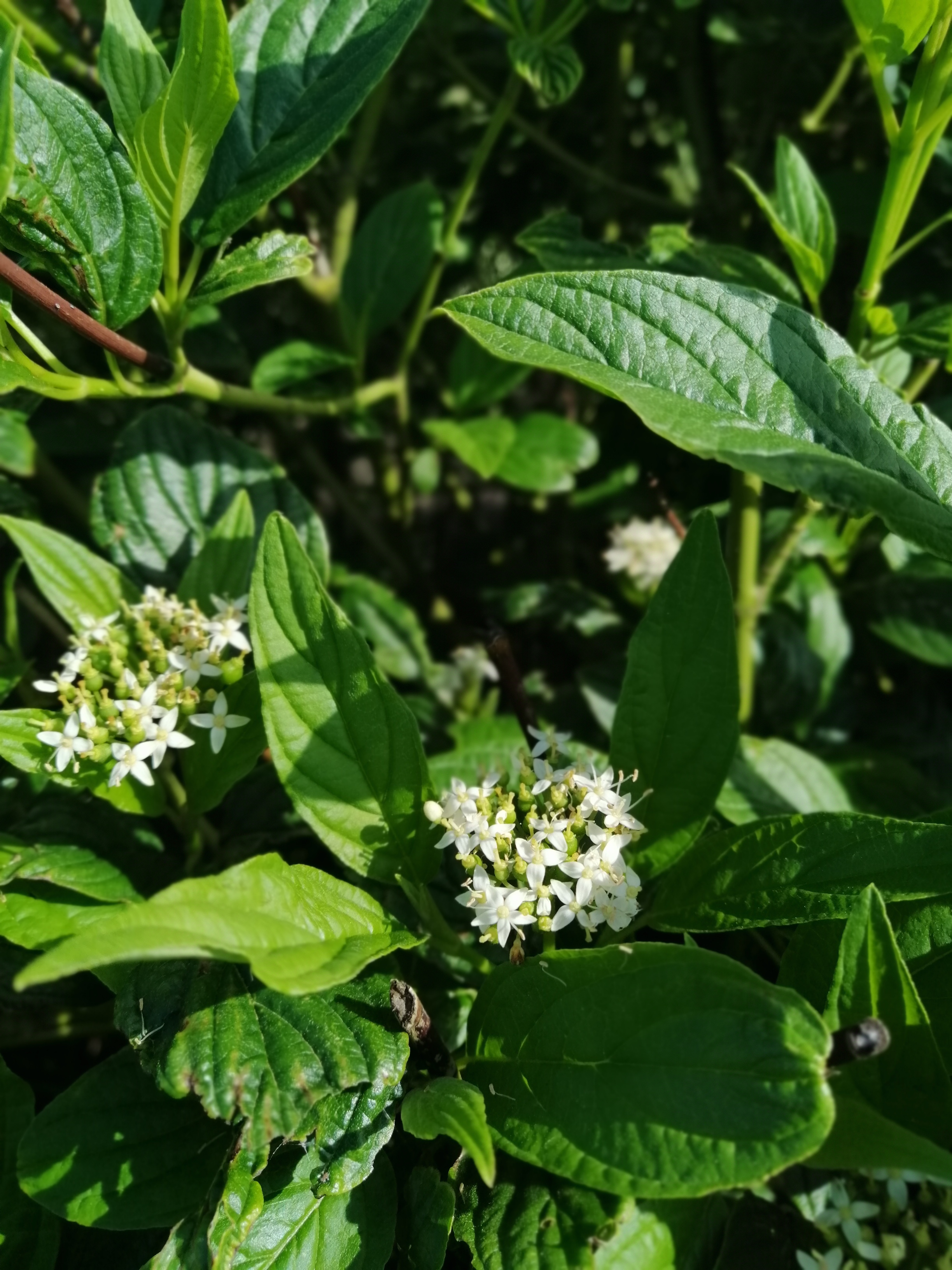 beautiful greenery and flowers to bring into your home